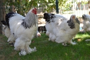 Brahma