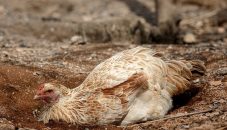 Tavuk Biti Nasıl Temizlenir ?