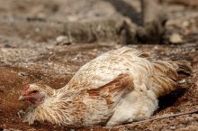 Tavuk Biti Nasıl Temizlenir ?