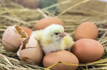 Tavuk Kuluçka Dönemi