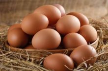 Tavuklarda Yumurta Verimi