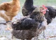 Tavuklarda Zorlamalı Tüy Dökümü