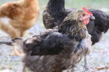 Tavuklarda Zorlamalı Tüy Dökümü